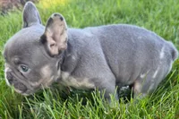 Rafe, a male French Bulldog for sale in Sturgis, MI – 4 of 9