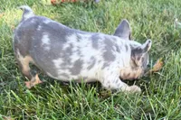 Kirby, a male French Bulldog for sale in Sturgis, MI – 10 of 10