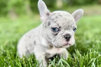 Glory, a female French Bulldog for sale in Sturgis, MI – 5 of 10