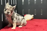 Zero, a female French Bulldog for sale in Sturgis, MI – 6 of 10