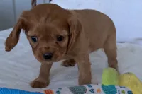 Sadie , a female Cavalier King Charles Spaniel for sale in Sturgis, MI – 4 of 10
