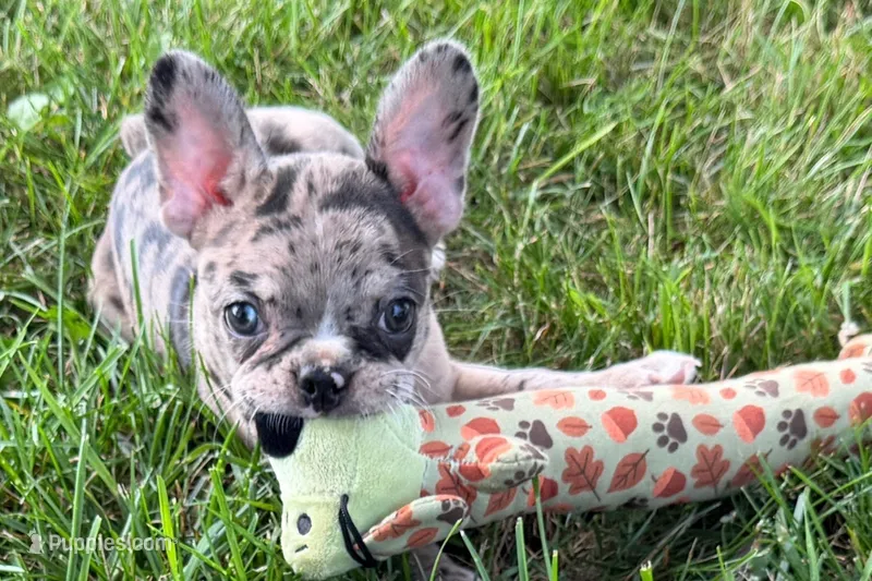 Vera – Frenchton puppy for sale in Sturgis, MI