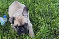 Princess , a female French Bulldog for sale in Sturgis, MI – 5 of 5