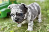 Smoky, a male French Bulldog for sale in Sturgis, MI – 7 of 10