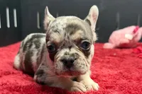 Zero, a female French Bulldog for sale in Sturgis, MI – 1 of 6