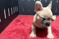 Luke, a  French Bulldog for sale in Sturgis, MI – 3 of 10