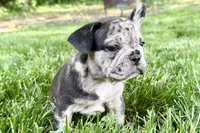 Ginger, a female French Bulldog for sale in Sturgis, MI – 3 of 10