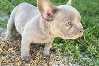 Colt, a male French Bulldog for sale in Sturgis, MI – 7 of 8