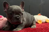 Xia , a female French Bulldog for sale in Sturgis, MI – 2 of 10