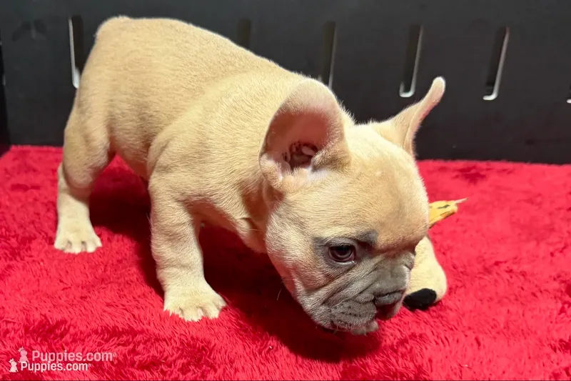 Luke – French Bulldog puppy for sale in Sturgis, MI
