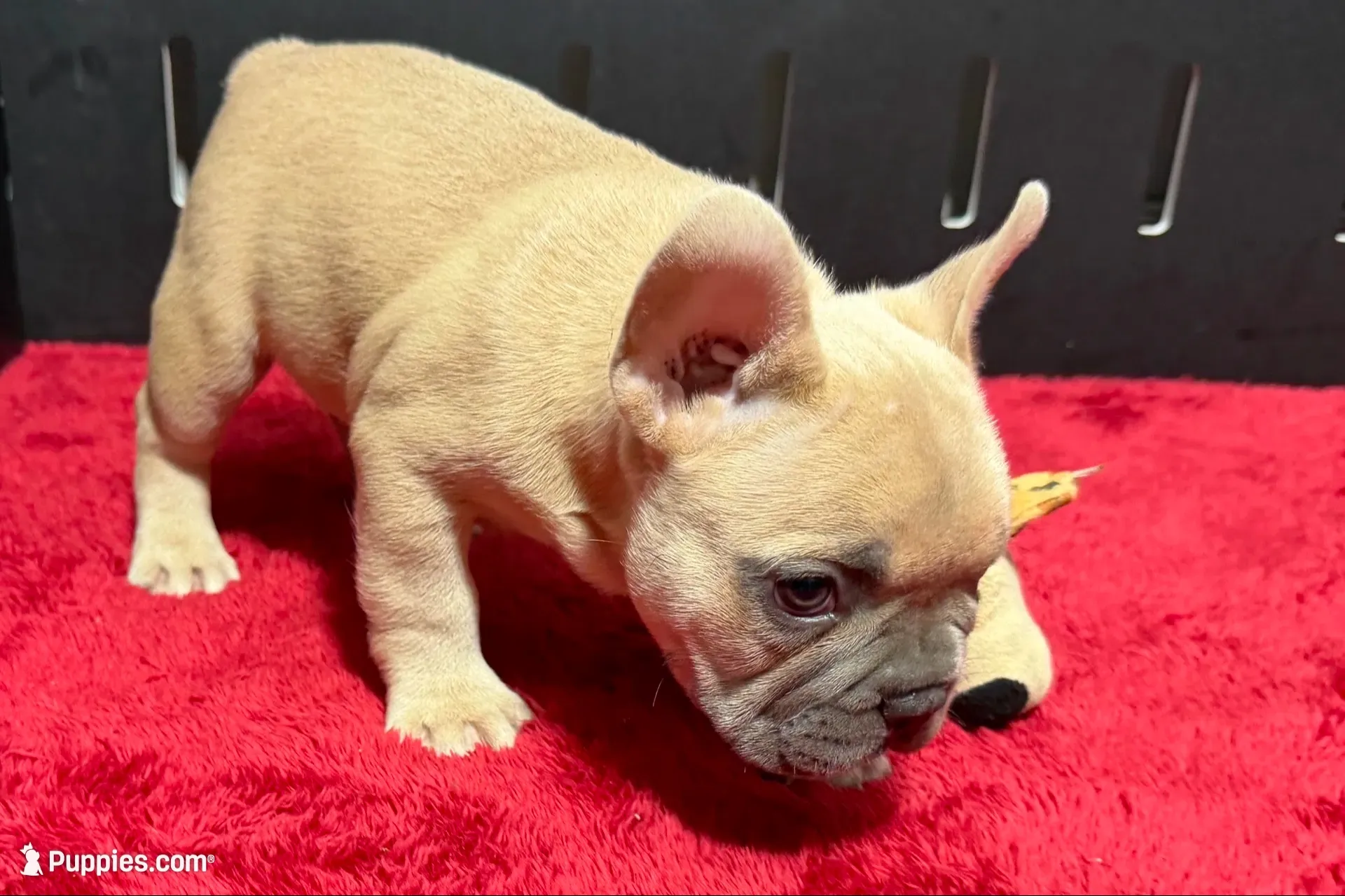 Luke, a  French Bulldog for sale in Sturgis, MI – 1 of 10