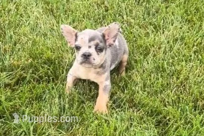 Kirby – French Bulldog puppy for sale in Sturgis, MI