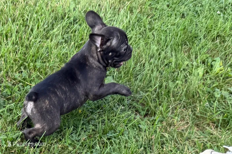 Vinny – Frenchton puppy for sale in Sturgis, MI