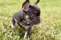 Mia, a female French Bulldog for sale in Sturgis, MI – 8 of 9