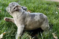 Gizmo, a male French Bulldog for sale in Sturgis, MI – 8 of 9