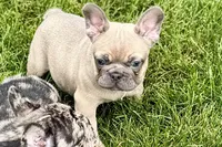 Usher, a male French Bulldog for sale in Sturgis, MI – 8 of 9