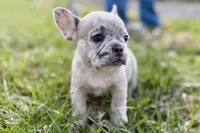 Jovie, a female French Bulldog for sale in Sturgis, MI – Photo 5 of 10