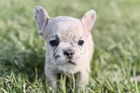 Jovie, a female French Bulldog for sale in Sturgis, MI – Photo 3 of 10