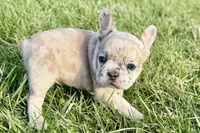 Jovie, a female French Bulldog for sale in Sturgis, MI – Photo 8 of 10
