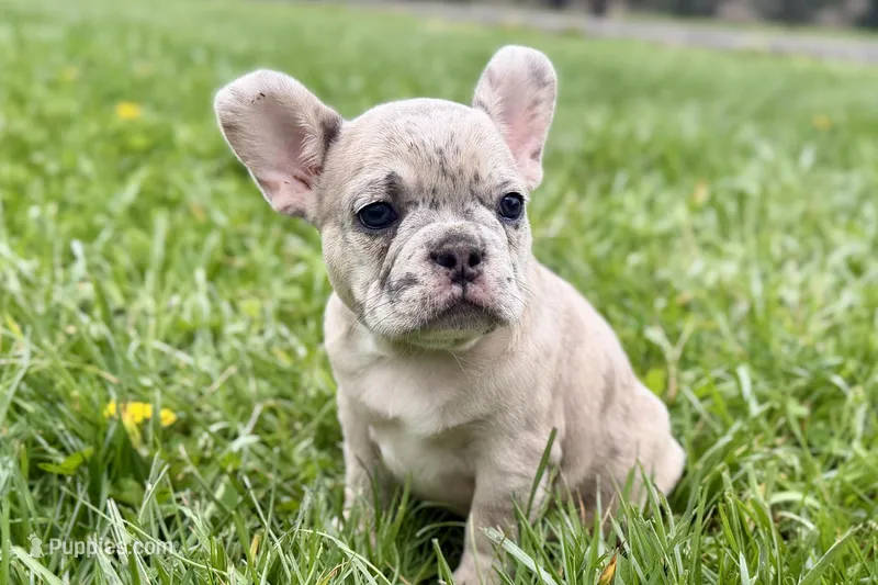 Jovie – French Bulldog puppy for sale in Sturgis, MI