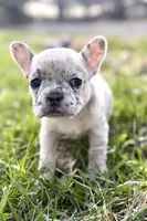 Jovie, a female French Bulldog for sale in Sturgis, MI – Photo 6 of 10