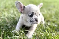 Jovie, a female French Bulldog for sale in Sturgis, MI – Photo 10 of 10