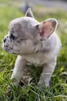 Jovie, a female French Bulldog for sale in Sturgis, MI – Photo 4 of 10