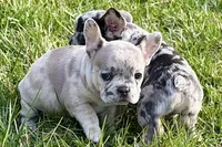 Jovie, a female French Bulldog for sale in Sturgis, MI – Photo 2 of 10
