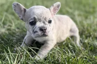 Jovie, a female French Bulldog for sale in Sturgis, MI – Photo 7 of 10