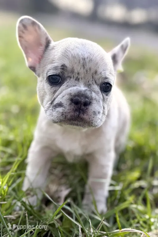 Jovie – French Bulldog puppy for sale in Sturgis, MI