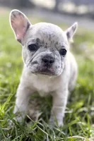 Jovie, a female French Bulldog for sale in Sturgis, MI – Photo 1 of 10