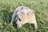 Jovie, a female French Bulldog for sale in Sturgis, MI – Photo 9 of 10