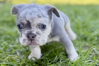 Nash , a male French Bulldog for sale in Sturgis, MI – Photo 10 of 10