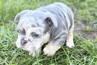 Nash , a male French Bulldog for sale in Sturgis, MI – Photo 4 of 10