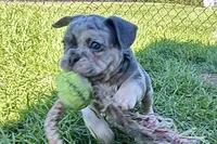 Nash , a male French Bulldog for sale in Sturgis, MI – 3 of 7