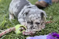 Nash , a male French Bulldog for sale in Sturgis, MI – 7 of 7
