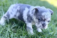 Nash , a male French Bulldog for sale in Sturgis, MI – Photo 9 of 10