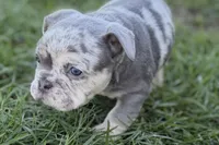 Nash , a male French Bulldog for sale in Sturgis, MI – Photo 5 of 10