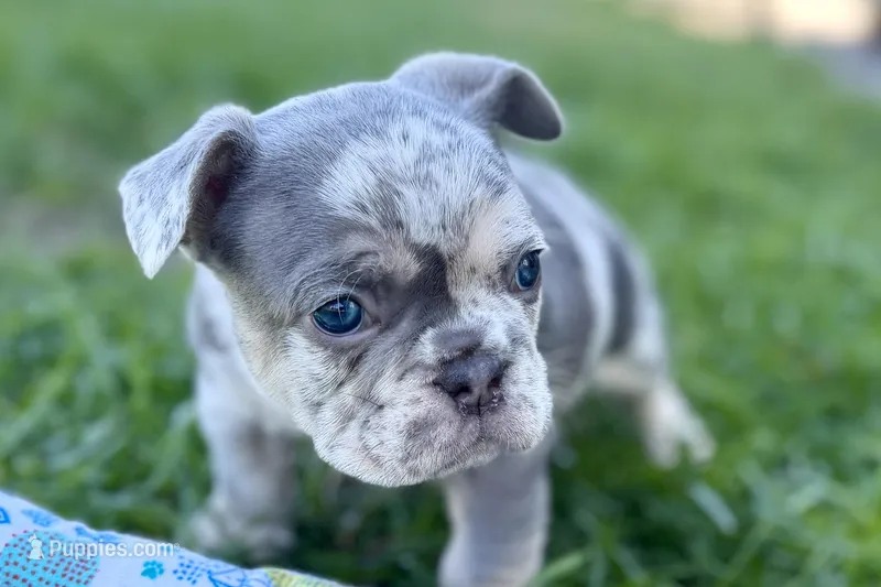 Nash  – French Bulldog puppy for sale in Sturgis, MI