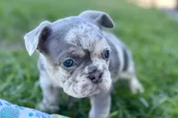 Nash , a male French Bulldog for sale in Sturgis, MI – Photo 1 of 10