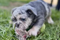 Nash , a male French Bulldog for sale in Sturgis, MI – 5 of 7