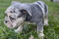 Nash , a male French Bulldog for sale in Sturgis, MI – 4 of 7
