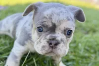 Nash , a male French Bulldog for sale in Sturgis, MI – Photo 7 of 10