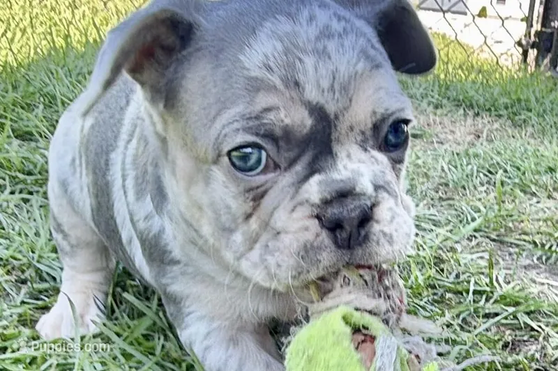 Nash  – French Bulldog puppy for sale in Sturgis, MI