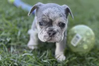 Nash , a male French Bulldog for sale in Sturgis, MI – Photo 8 of 10