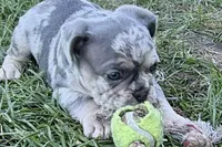 Nash , a male French Bulldog for sale in Sturgis, MI – 2 of 7