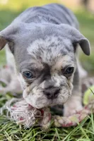 Nash , a male French Bulldog for sale in Sturgis, MI – 6 of 7