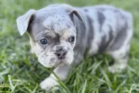 Nash , a male French Bulldog for sale in Sturgis, MI – Photo 3 of 10