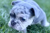 Nash , a male French Bulldog for sale in Sturgis, MI – Photo 2 of 10
