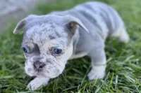 Nash , a male French Bulldog for sale in Sturgis, MI – Photo 6 of 10